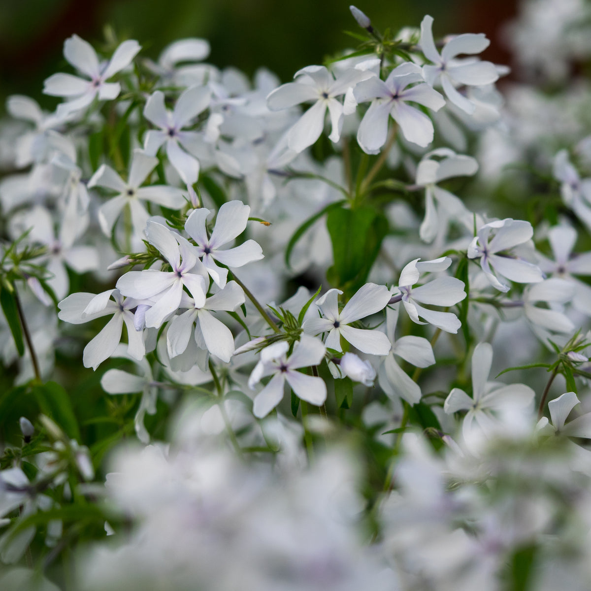Phlox divaricata 'May Breeze' - Hardy's Cottage Garden Plants