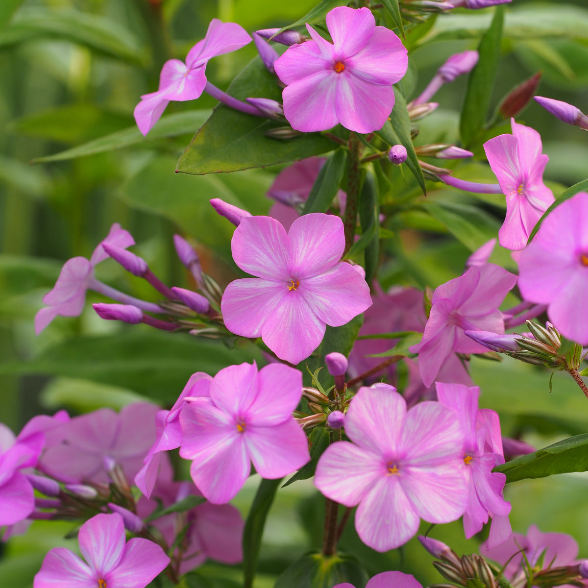 Phlox maculata 'Alpha' - Hardy's Cottage Garden Plants