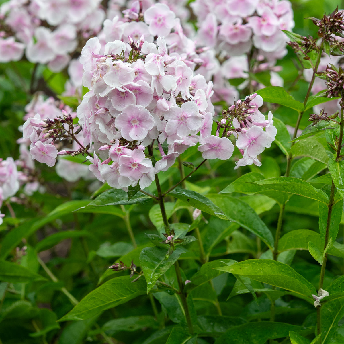 Phlox paniculata 'Monica Lynden-Bell' - Hardy's Cottage Garden Plants