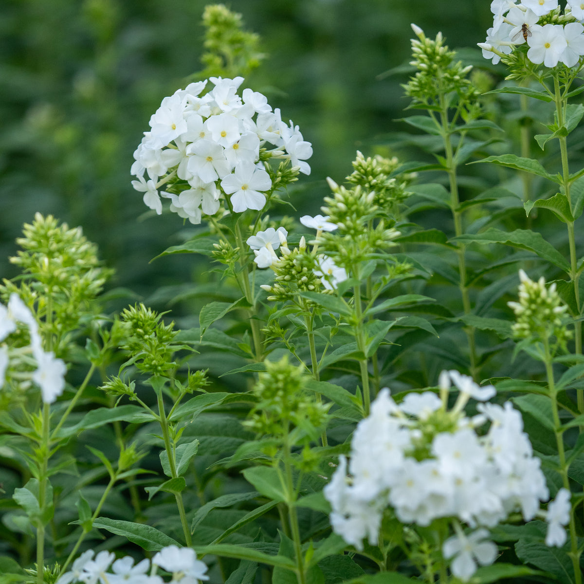 Phlox paniculata 'Mount Fuji' - Hardy's Cottage Garden Plants