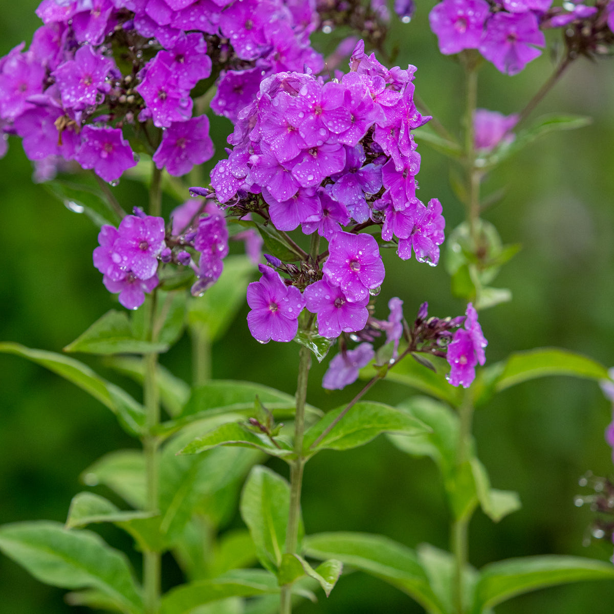 Phlox x arendsii 'Lilac Star' - Hardy's Cottage Garden Plants