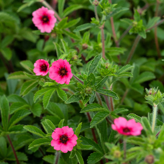 Potentilla nepalensis 'Miss Willmott' - Hardy's Cottage Garden Plants