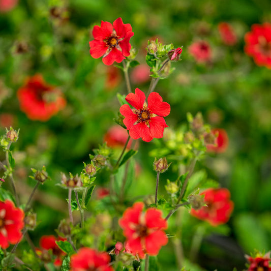 Potentilla 'Gibson's Scarlet' - Hardy's Cottage Garden Plants