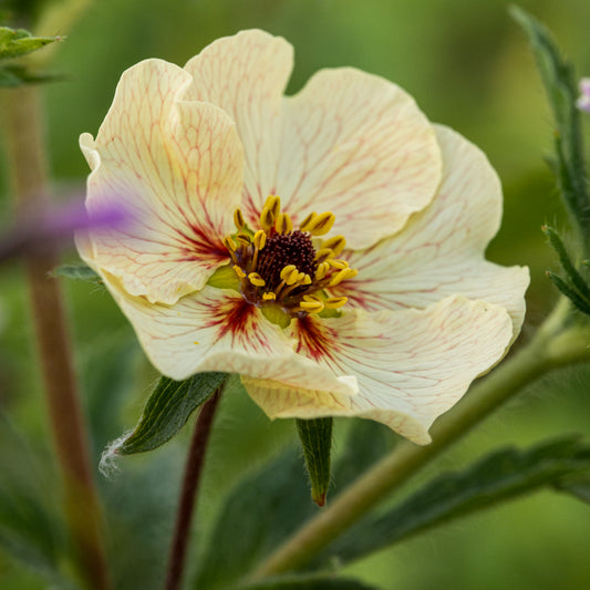 Potentilla 'Vogue' - Hardy's Cottage Garden Plants