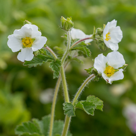 Potentilla 'White Queen' - Hardy's Cottage Garden Plants