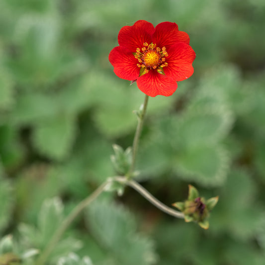 Potentilla atrosanguinea - Hardy's Cottage Garden Plants