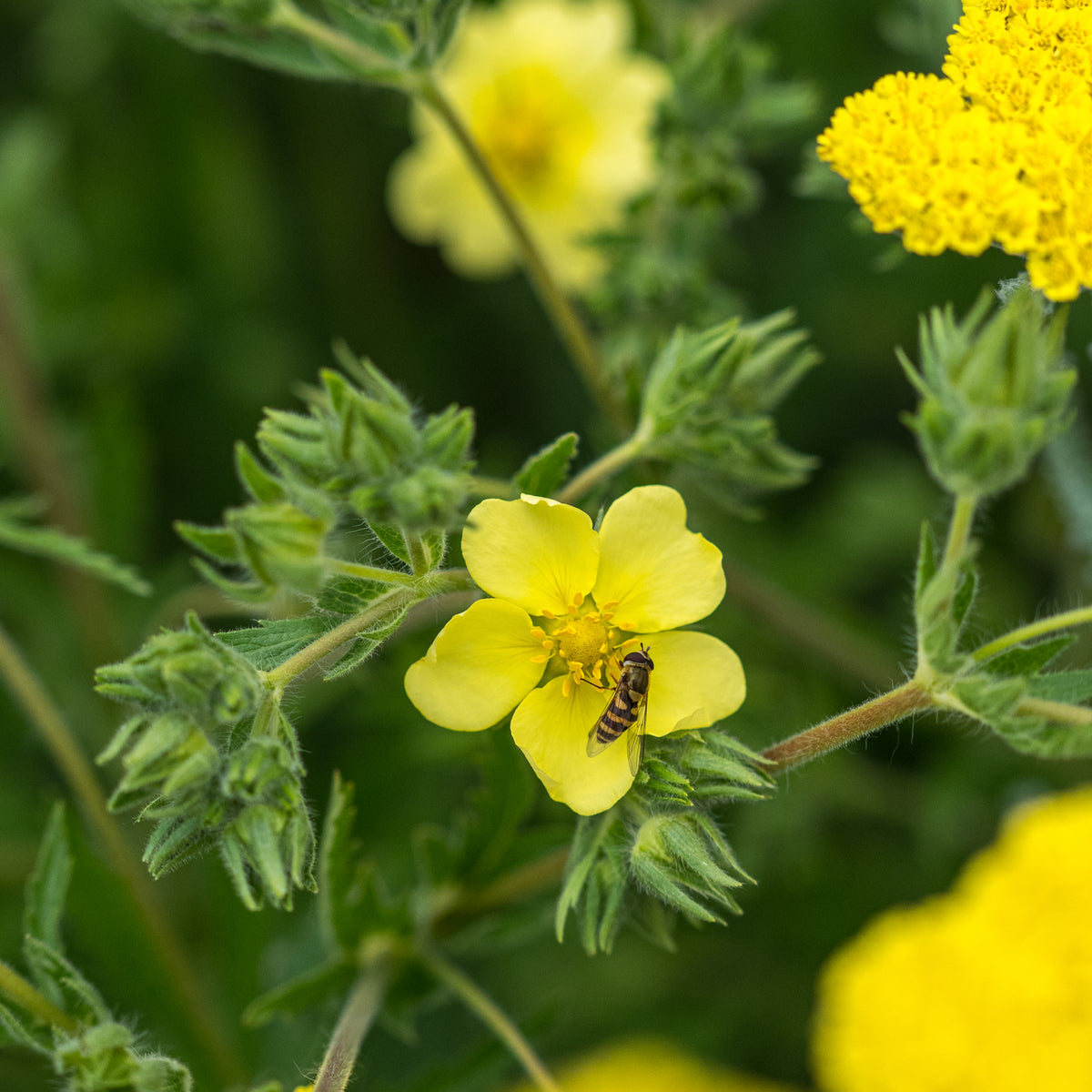 Potentilla recta var. sulphurea - Hardy's Cottage Garden Plants