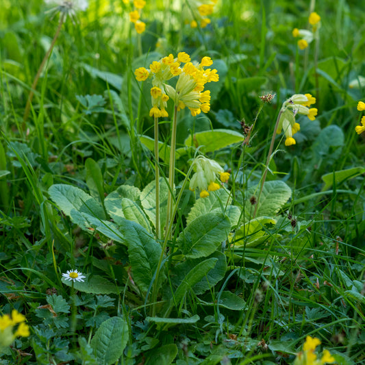 Primula veris - Hardy's Cottage Garden Plants