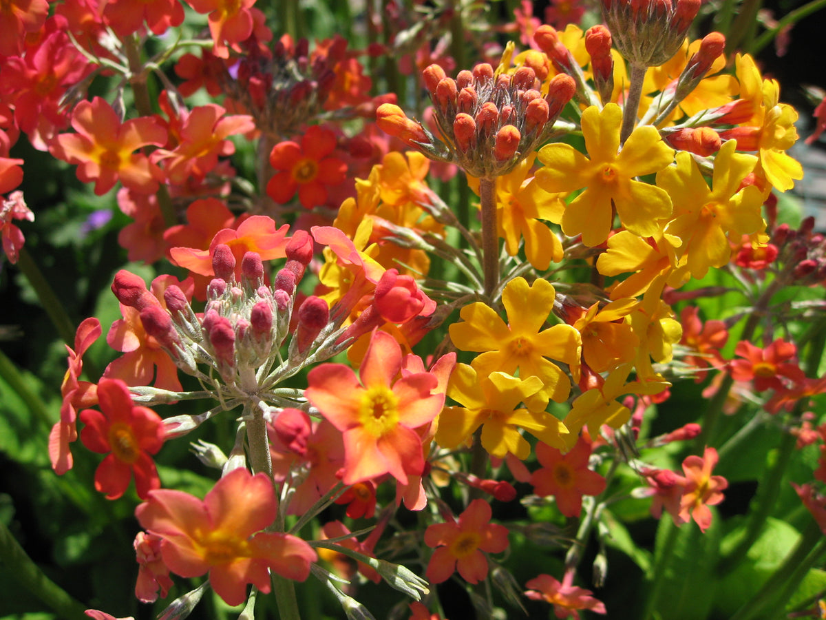 Rosy Hardy Talks 2027: Early Spring Flowering Perennials - Hardy's Cottage Garden Plants