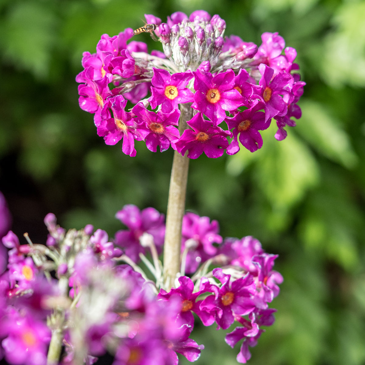 Primula beesiana (Pf) - Hardy's Cottage Garden Plants