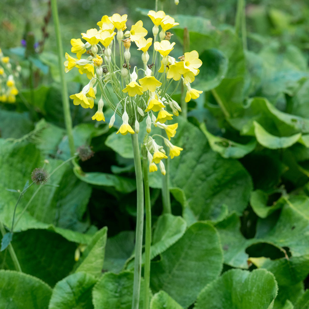 Primula florindae - Hardy's Cottage Garden Plants