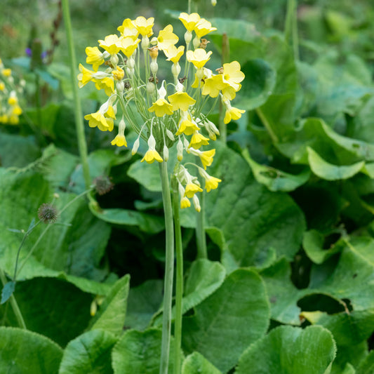Primula florindae - Hardy's Cottage Garden Plants