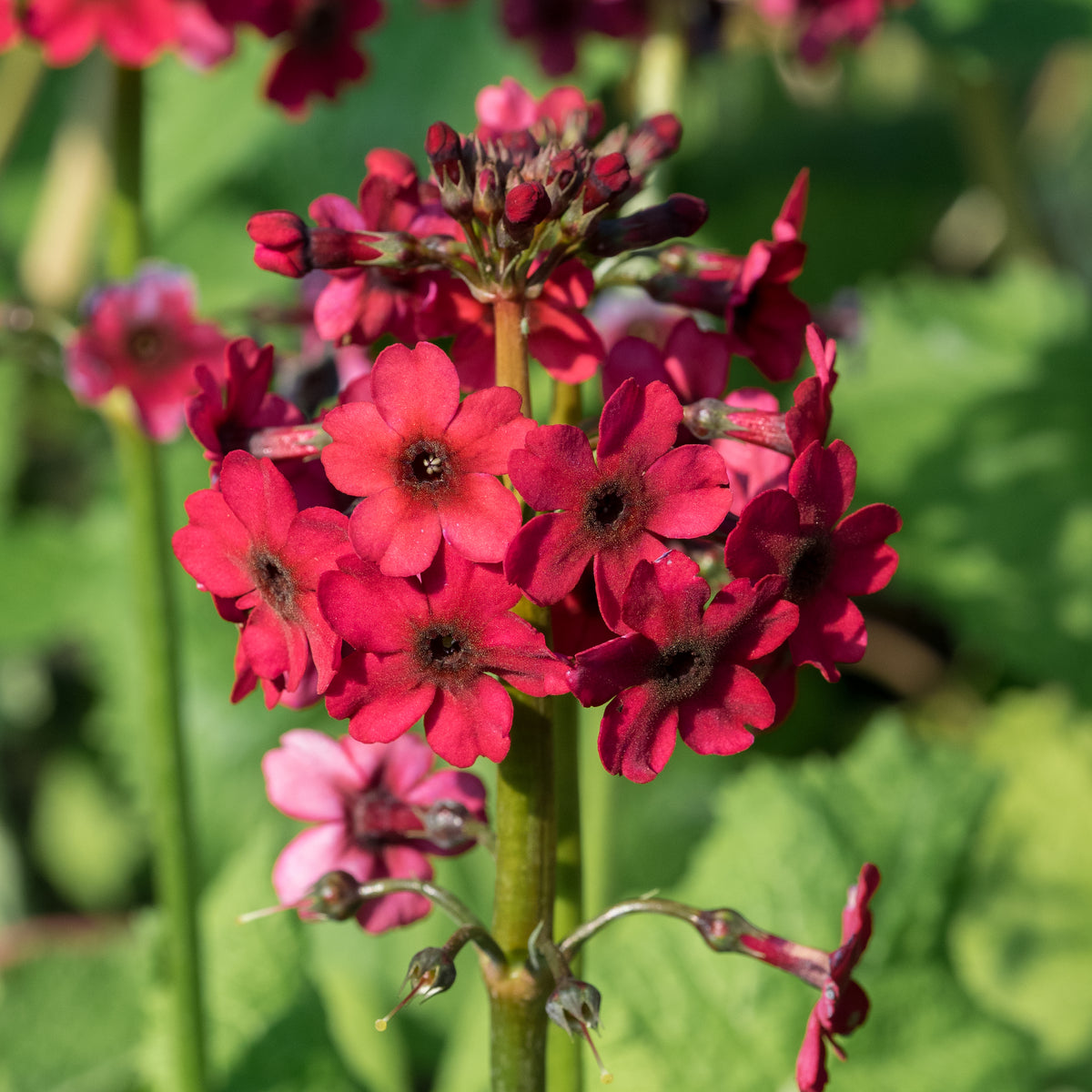 Primula japonica 'Miller's Crimson' (Pf) - Hardy's Cottage Garden Plants