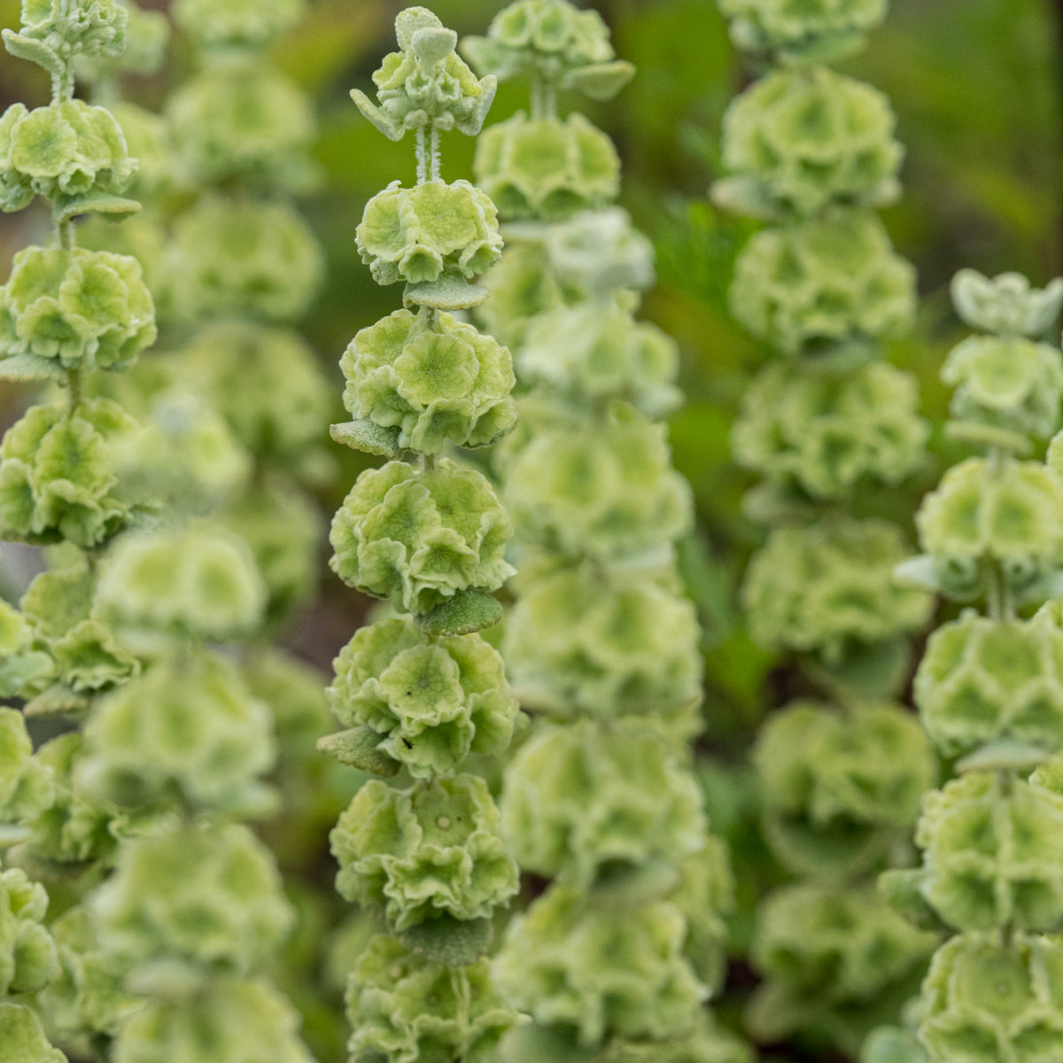 Pseudodictamnus acetabulosus - Hardy's Cottage Garden Plants