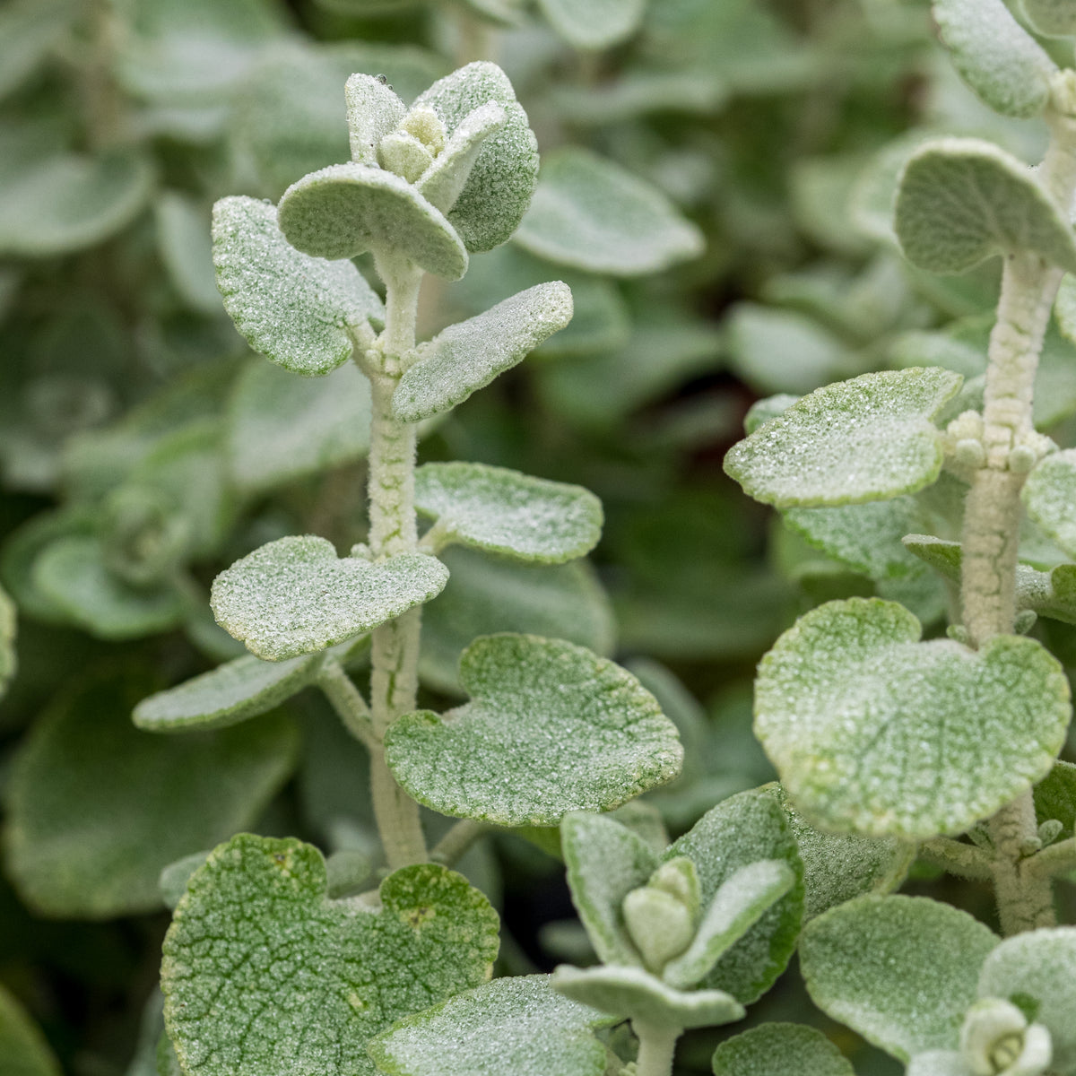 Pseudodictamnus mediterraneus - Hardy's Cottage Garden Plants
