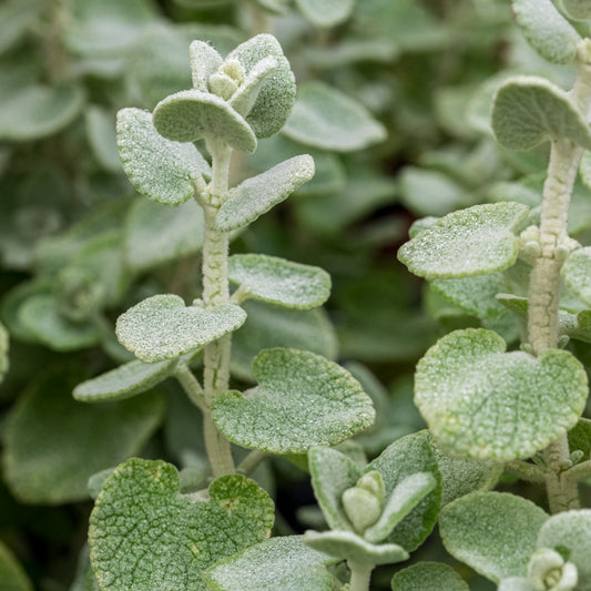 Pseudodictamnus mediterraneus - Hardy's Cottage Garden Plants