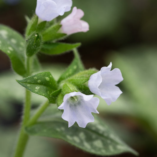Pulmonaria OPAL ('Ocupol') - Hardy's Cottage Garden Plants