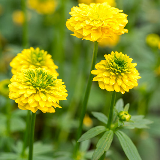 Ranunculus montanus double-flowered - Hardy's Cottage Garden Plants