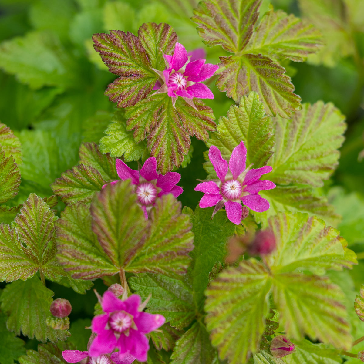 Rubus arcticus subsp. stellarcticus 'Sofia' - Hardy's Cottage Garden Plants