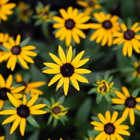 Rudbeckia 'Little Goldstar' - Hardy's Cottage Garden Plants