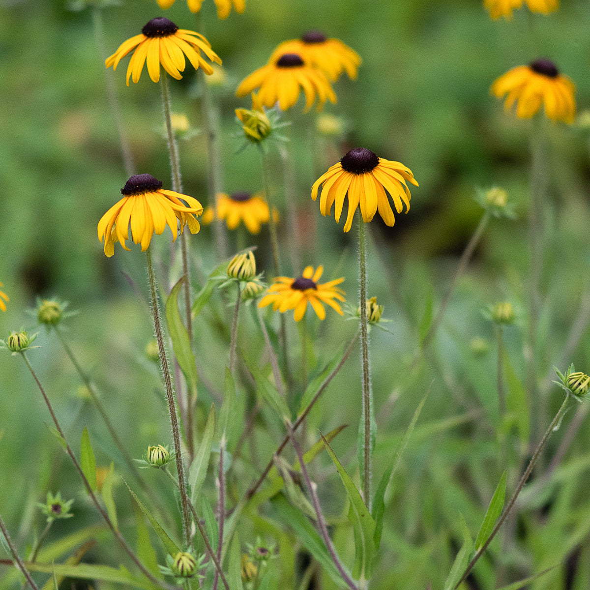 Rudbeckia fulgida var. speciosa - Hardy's Cottage Garden Plants