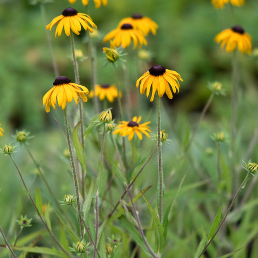 Rudbeckia fulgida var. speciosa - Hardy's Cottage Garden Plants