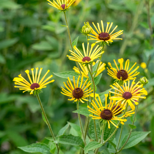 Rudbeckia subtomentosa 'Little Henry' - Hardy's Cottage Garden Plants