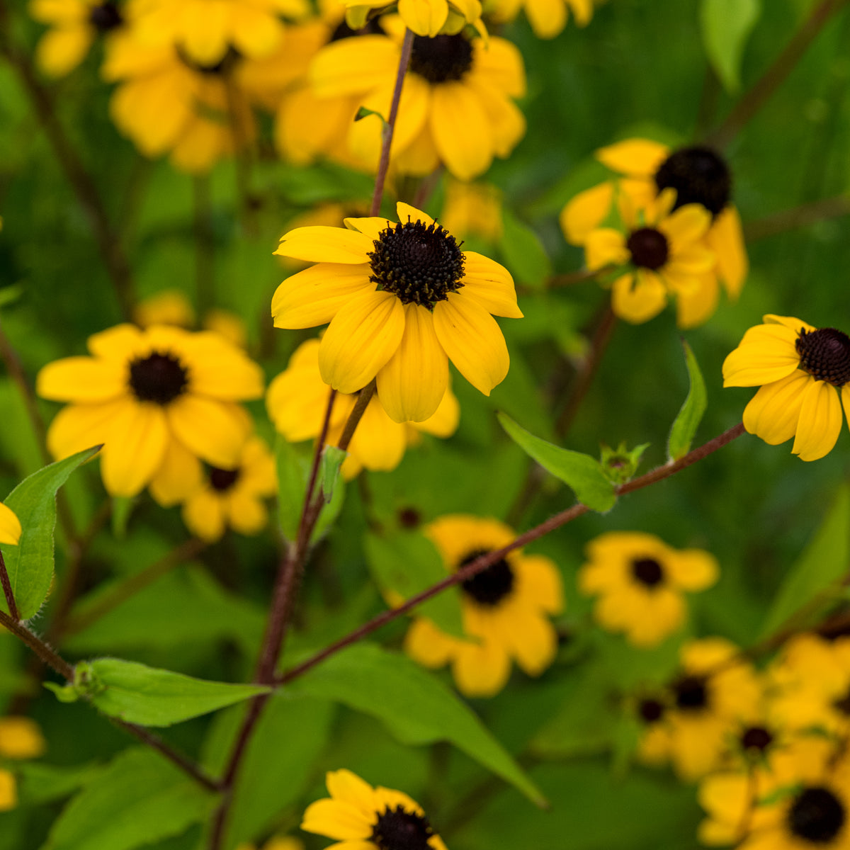 Rudbeckia triloba - Hardy's Cottage Garden Plants