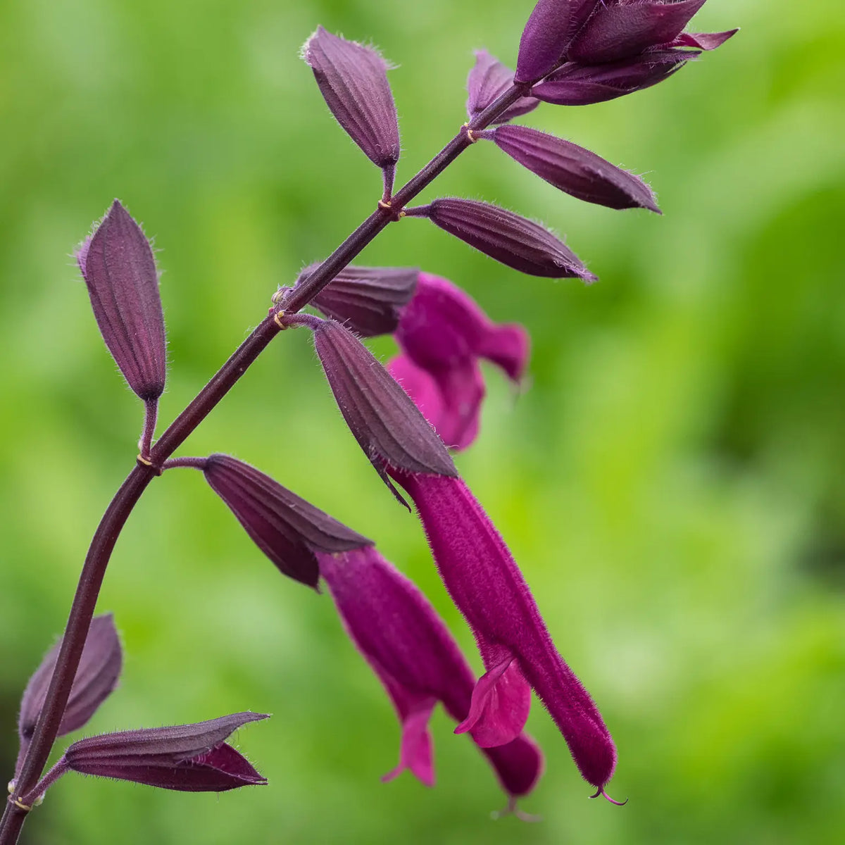 Salvia Love and Wishes ('Serendip6' PBR)