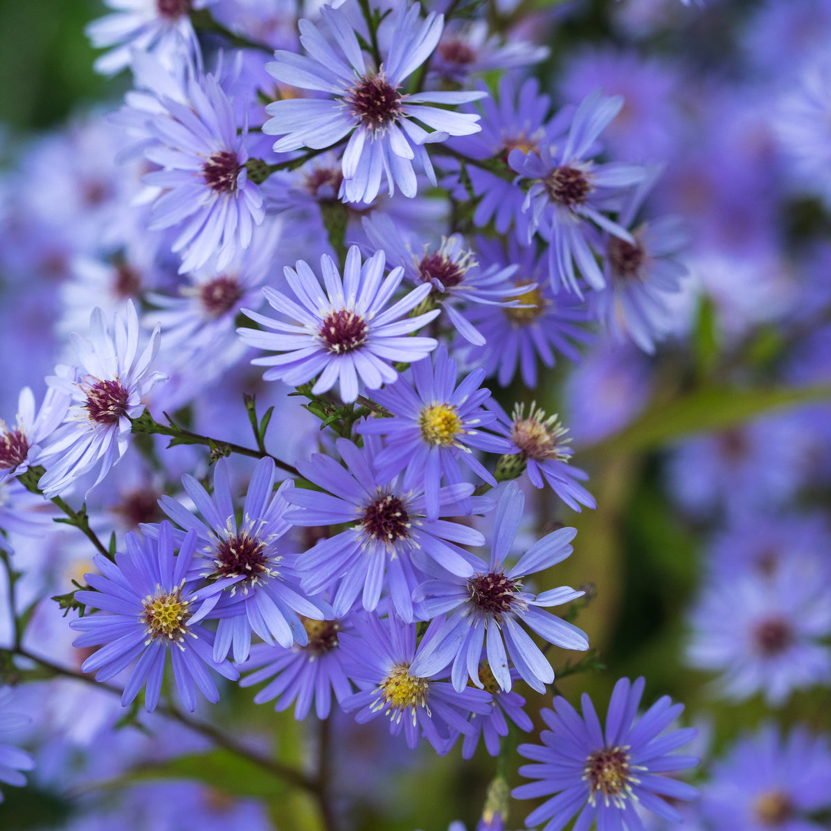 Symphyotrichum 'Little Carlow' (_cordifolium_ hybrid) - Hardy's Cottage Garden Plants