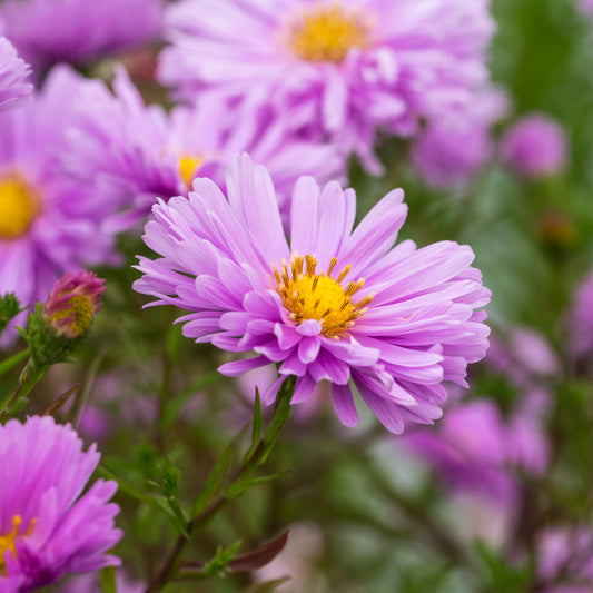 Symphyotrichum novi-belgii 'Janet McMullen' - Hardy's Cottage Garden Plants