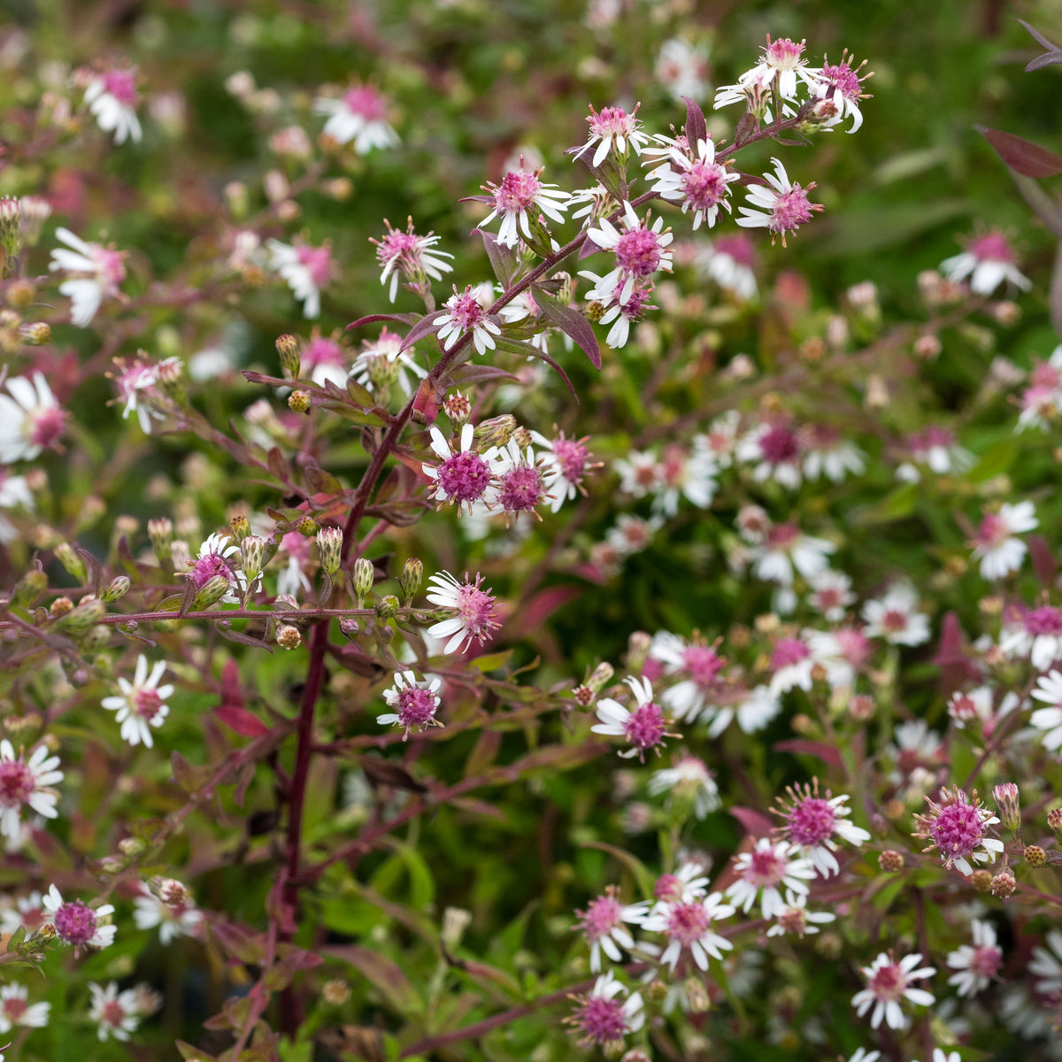 Symphyotrichum lateriflorum var. horizontale - Hardy's Cottage Garden Plants