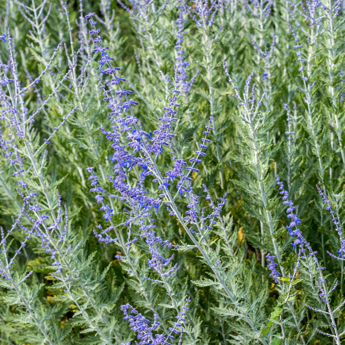 Salvia 'Blue Spire' (Pe) - Hardy's Cottage Garden Plants