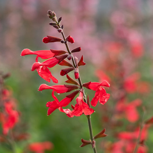 Salvia 'Silke's Dream' - Hardy's Cottage Garden Plants