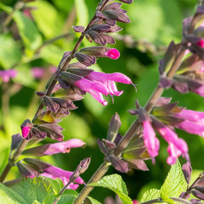 Salvia 'Pink Amistad'