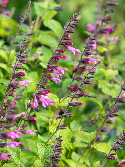 Salvia 'Pink Amistad'
