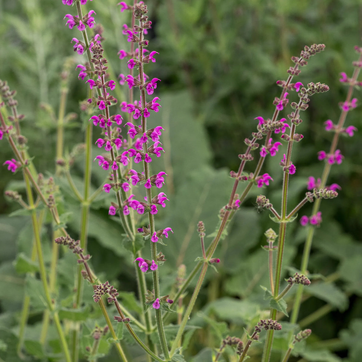 Salvia 'Royal Crimson Distinction' — rich crimson-magenta flowers packed along willowy reddish stems above aromatic green foliage

