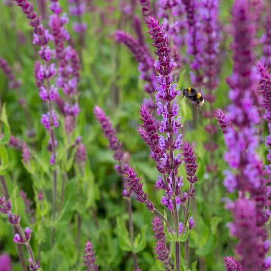 Salvia nemorosa 'Amethyst' - Hardy's Cottage Garden Plants