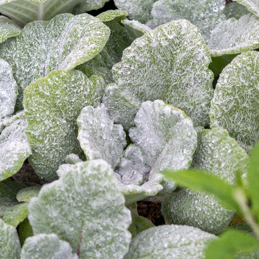 Salvia argentea - Hardy's Cottage Garden Plants