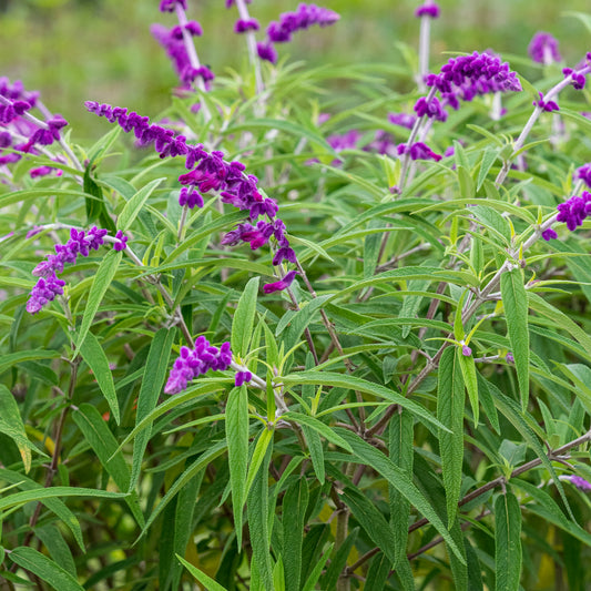 Salvia leucantha 'Purple Velvet' - Hardy's Cottage Garden Plants