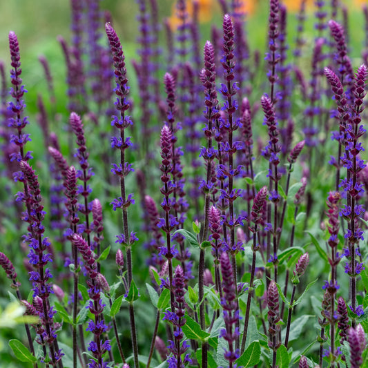 Salvia nemorosa 'Caradonna' - Hardy's Cottage Garden Plants