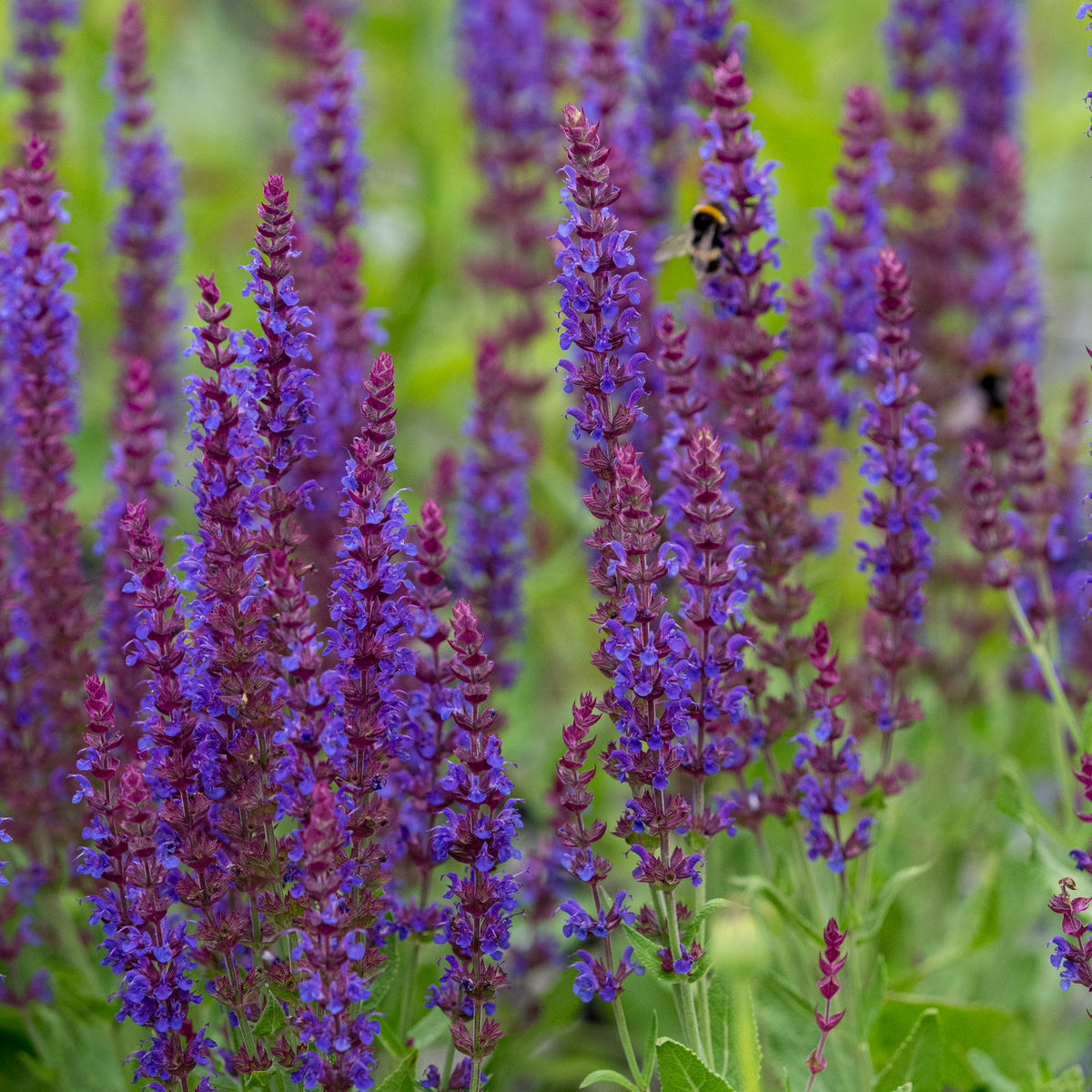 Salvia nemorosa 'Ostfriesland' - Hardy's Cottage Garden Plants
