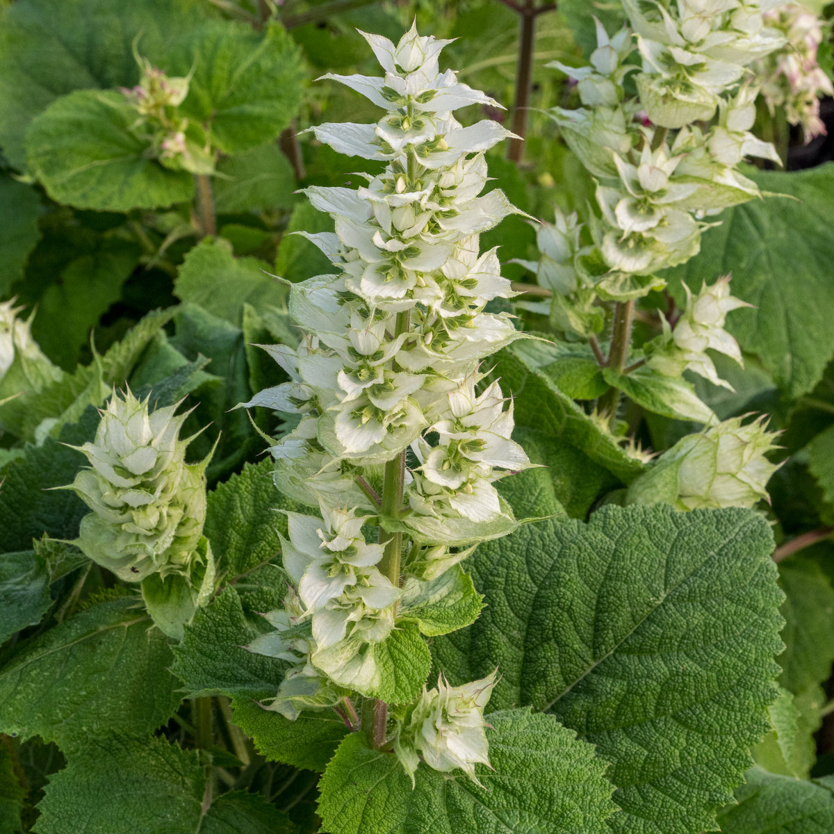 Salvia sclarea var. turkestaniana 'Vatican White' - Hardy's Cottage Garden Plants