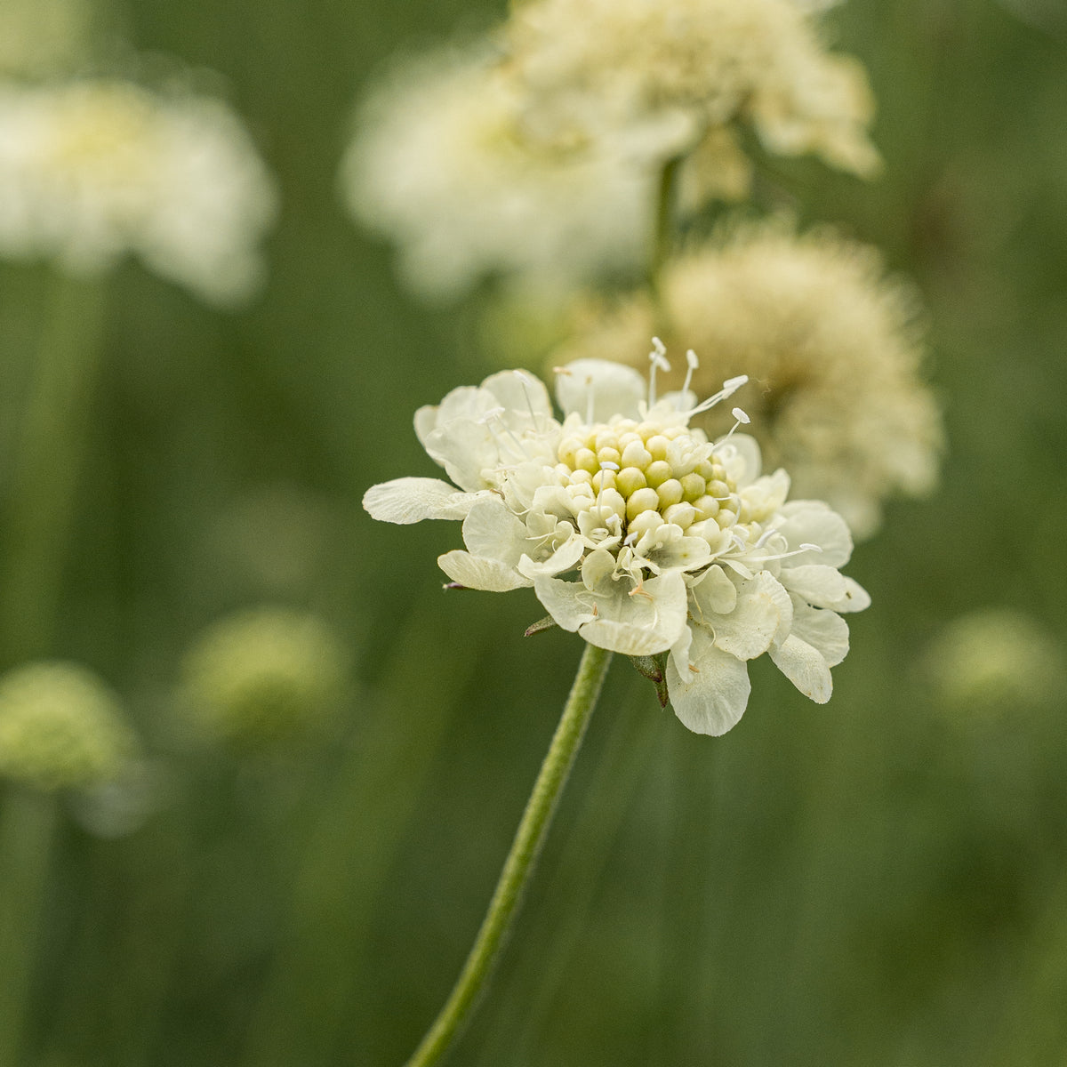 Scabiosa columbaria ssp. ochroleuca - Hardy's Cottage Garden Plants