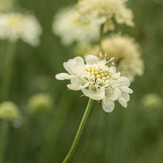 Scabiosa columbaria ssp. ochroleuca - Hardy's Cottage Garden Plants