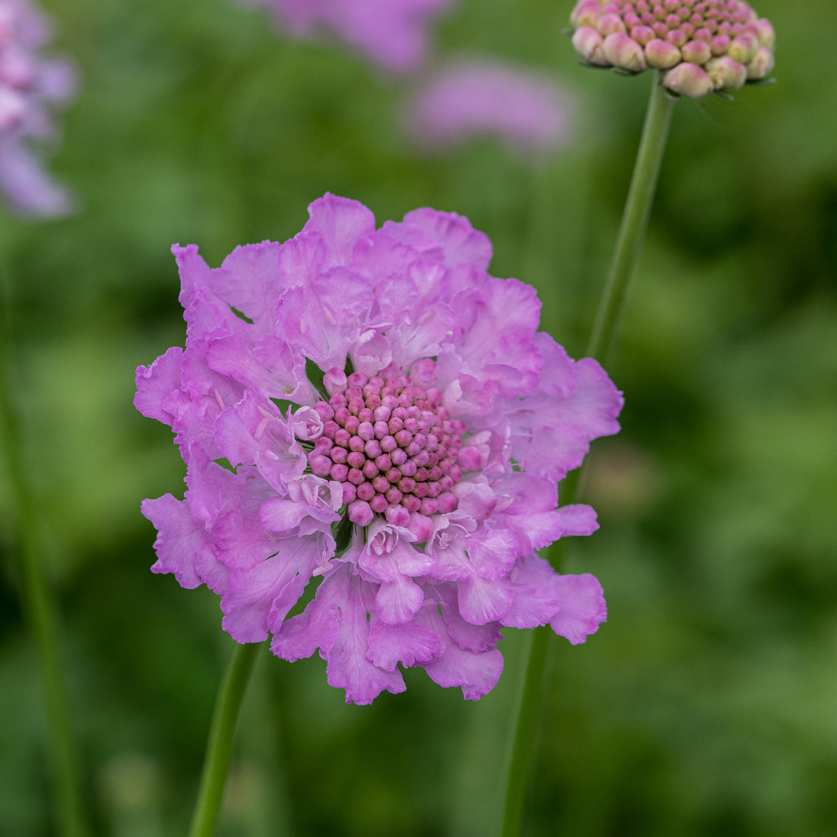 Scabiosa africana 'Jocelyn' - Hardy's Cottage Garden Plants
