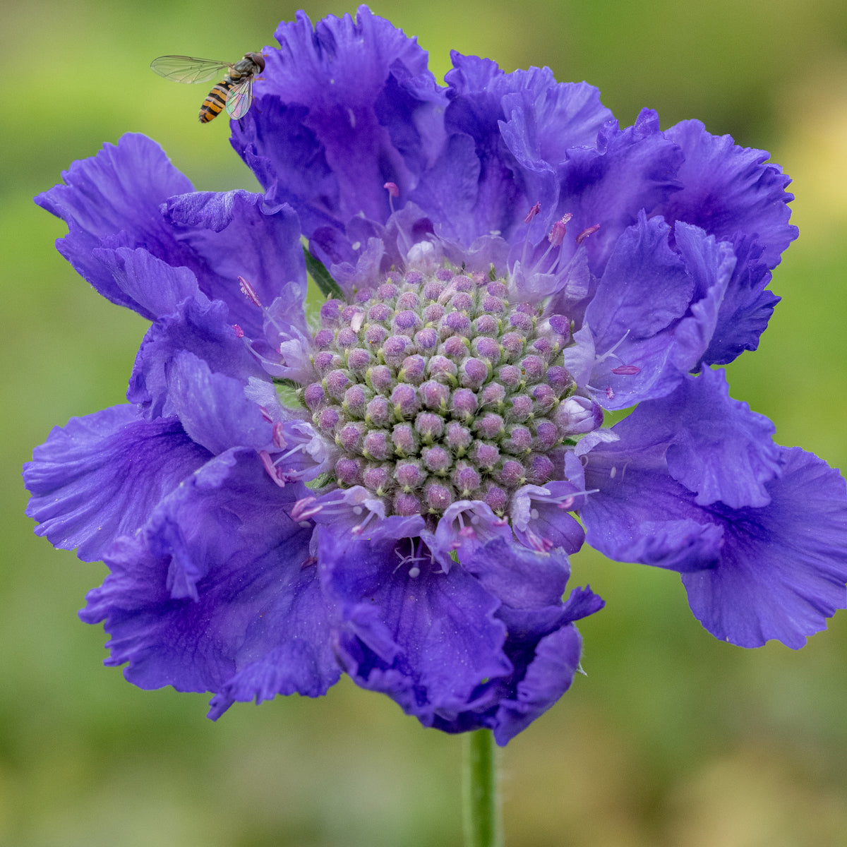 Scabiosa caucasica 'Fama Deep Blue' - Hardy's Cottage Garden Plants
