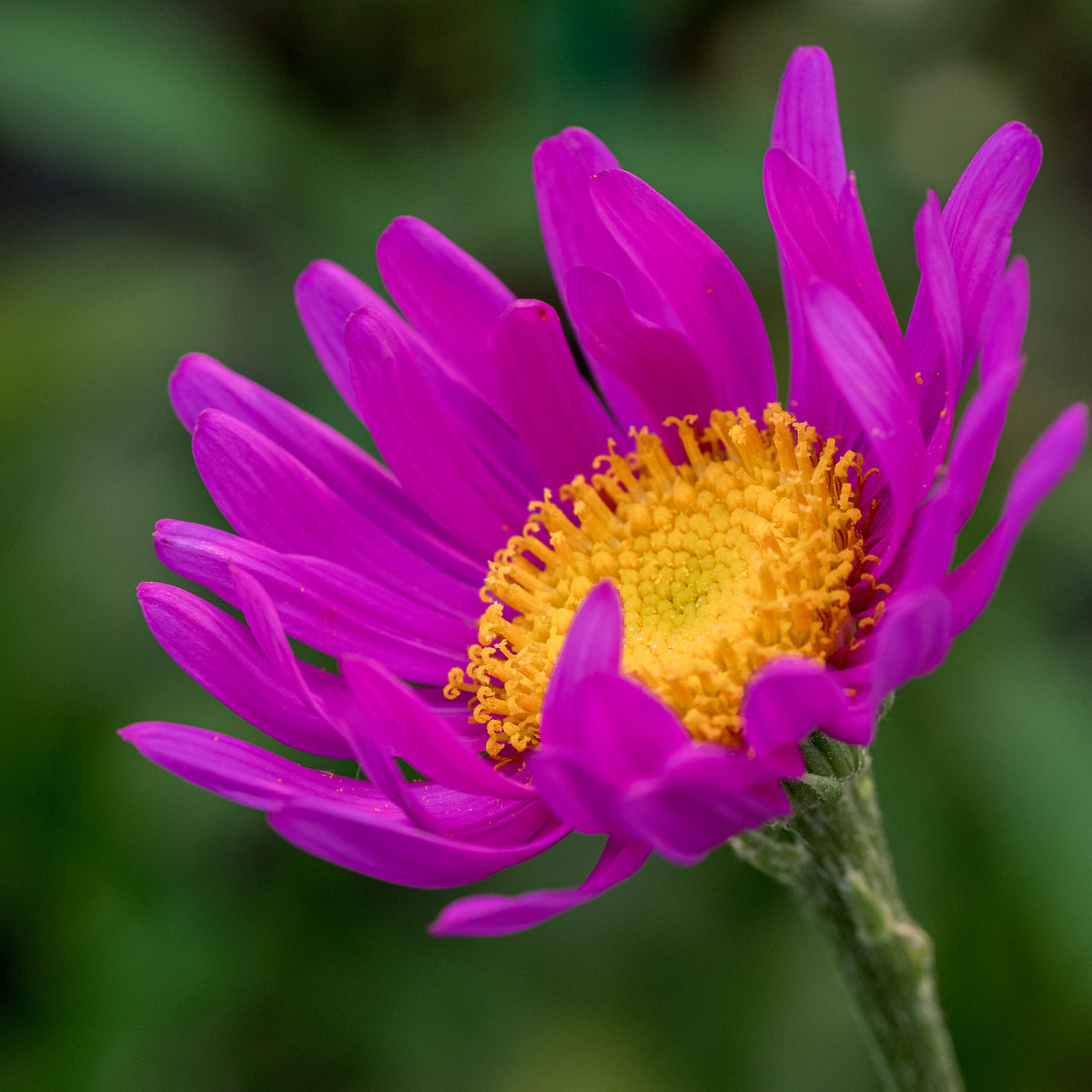 Senecio pulcher - Hardy's Cottage Garden Plants