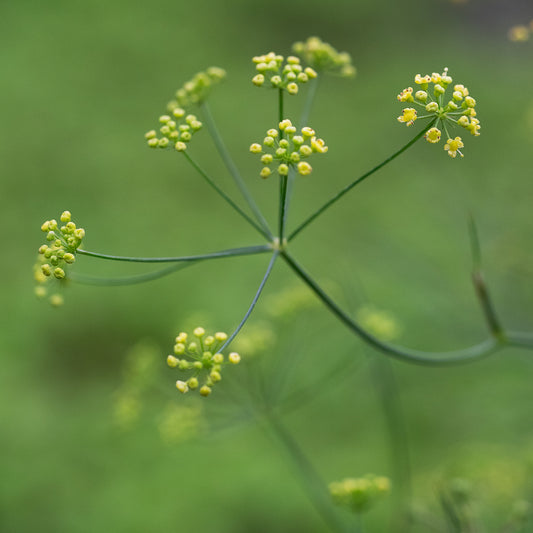 Seseli gracile - Hardy's Cottage Garden Plants
