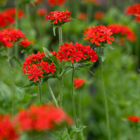 Silene chalcedonica - Hardy's Cottage Garden Plants